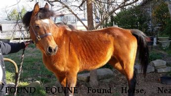 FOUND EQUINE Found Horse,  Near Smyrna, SC, 29743